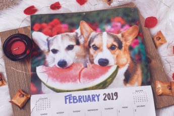 February 2019 Wrap-Up