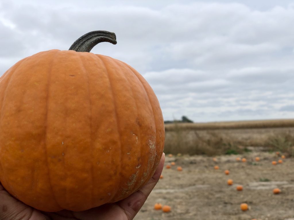 October Recap-Pumpkin Patch