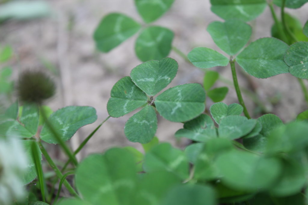 Weston State Park Clover